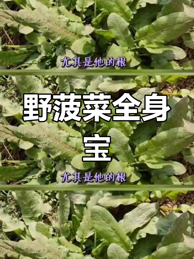 野菠菜的神奇功效,根药用价值高