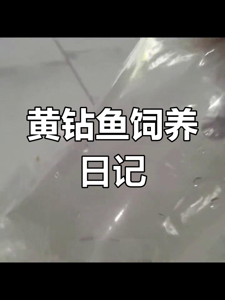 旧金山黄钻混养体验