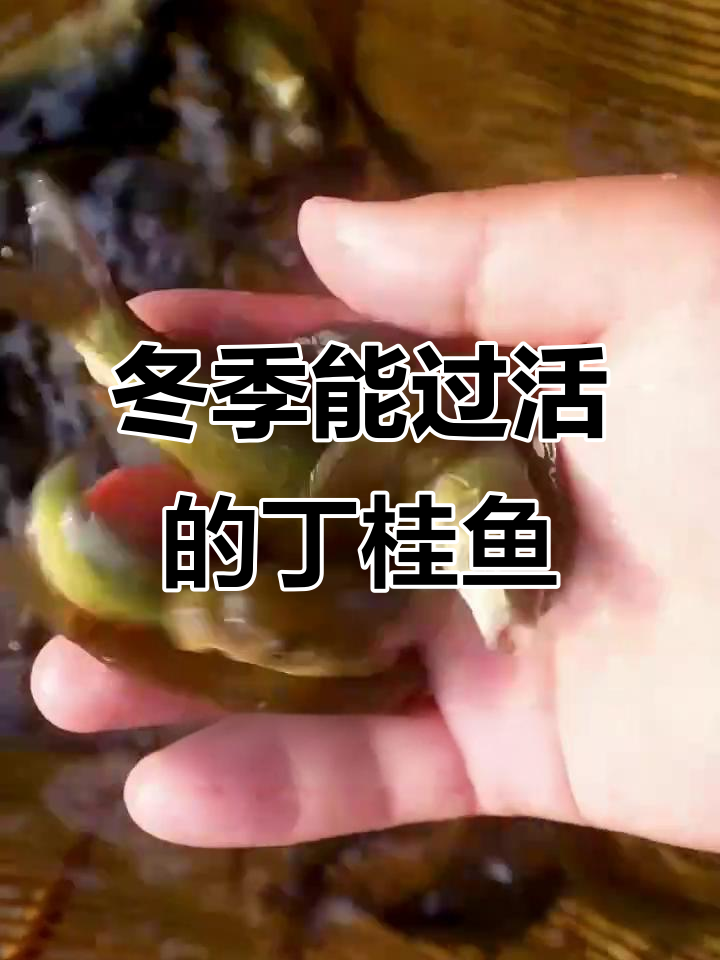 丁桂鱼：抗寒耐热，冬季也能生存，市场价30元一斤