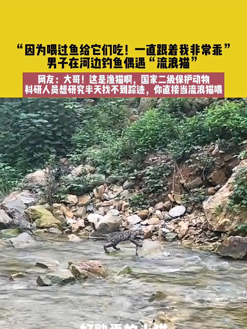8月23日,广东,“因为喂过鱼给它们吃!一直跟着我非常乖”,男子在河边钓鱼偶遇“流浪猫”。