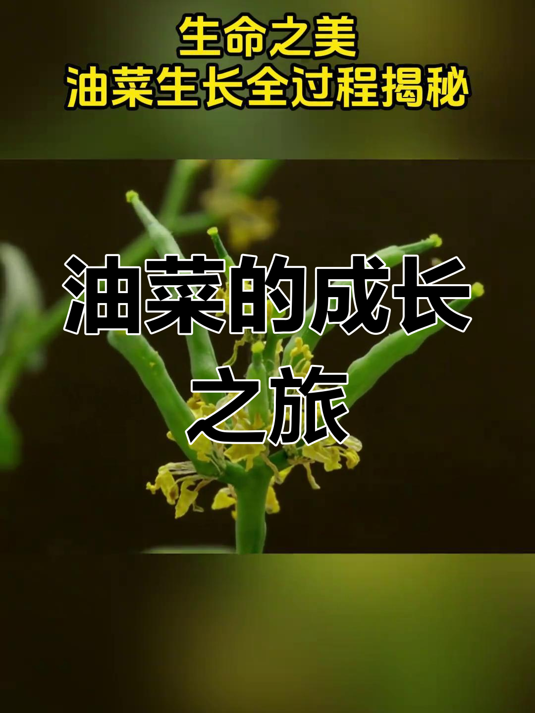 油菜的一生:从种子到盛宴,春耕与成长的奇迹