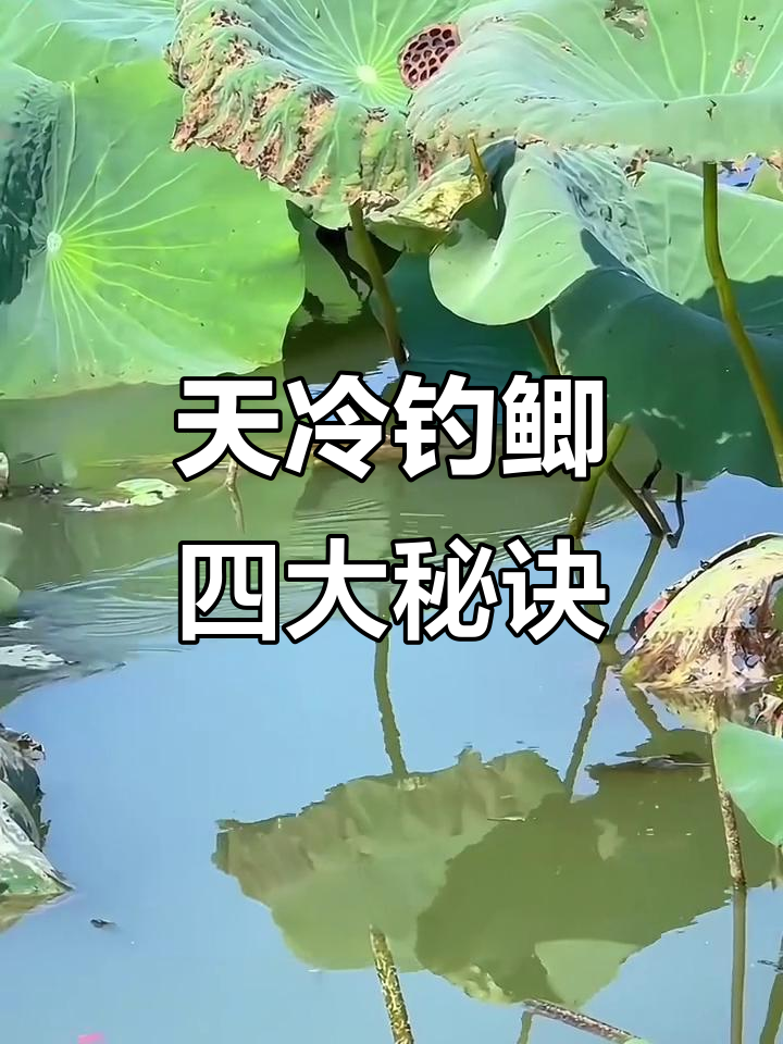 寒冷天气钓鲫鱼技巧,掌握这四点让你渔获满满