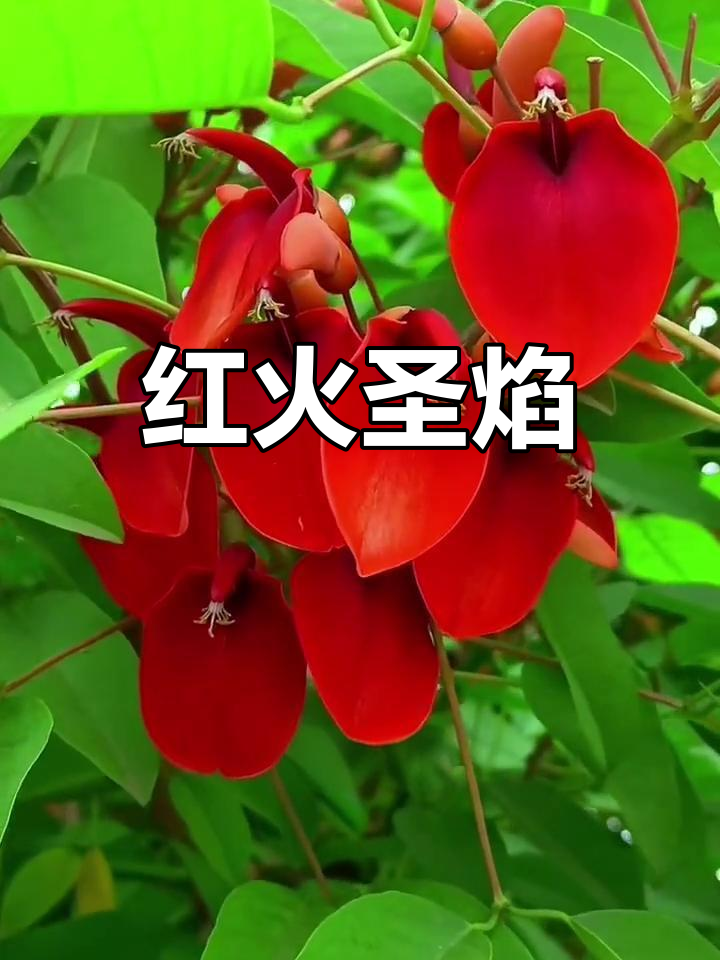 鸡冠刺桐,红火如圣焰,映照天际