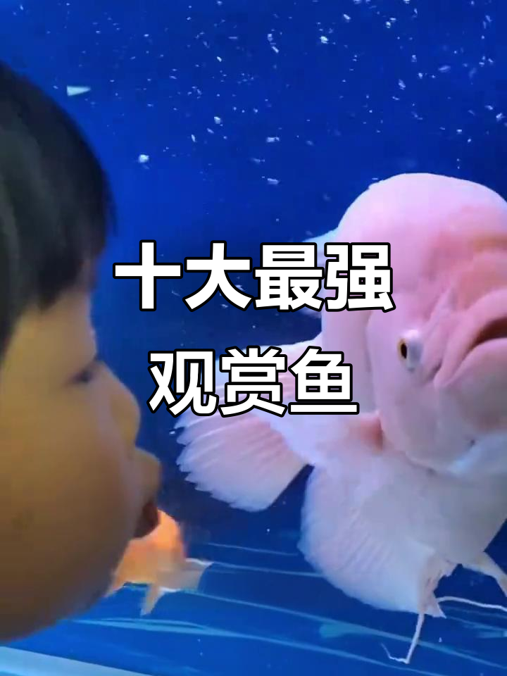 观赏鱼战斗力排名:招财鱼竟能打败其他鱼类