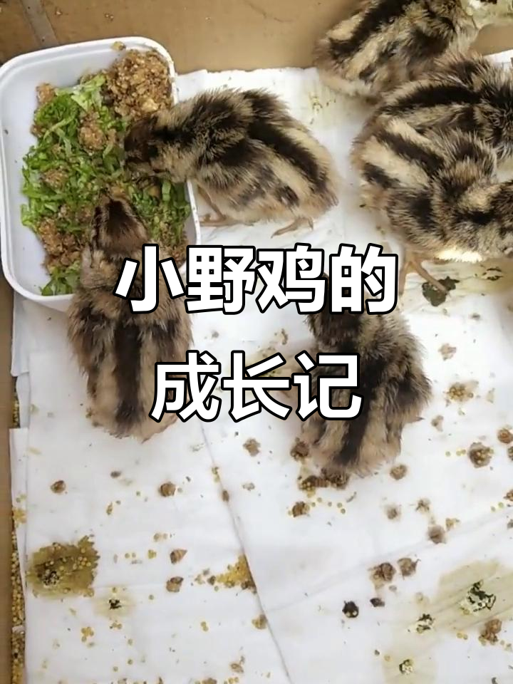 养殖小野鸡挑战大,精心照料如父母般辛苦