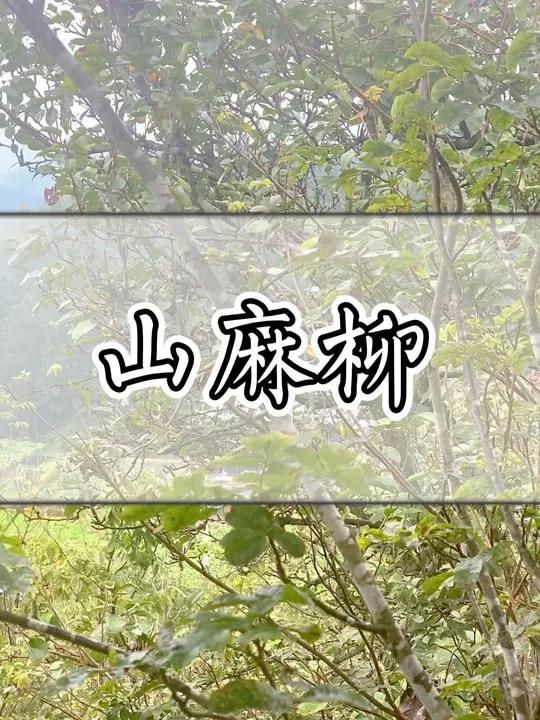 希望老铁们睡好吃好心情好。潮汕青草文化 山麻柳 茶 寻找茶友 植物科普