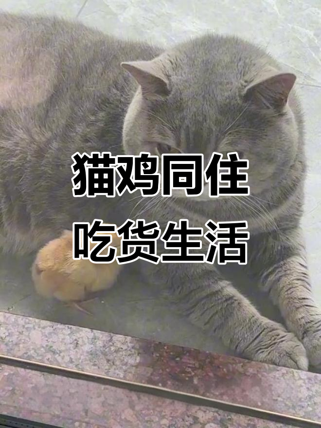 猫和鸡的奇妙日常:吃货猫咪与小鸡的日常大作战