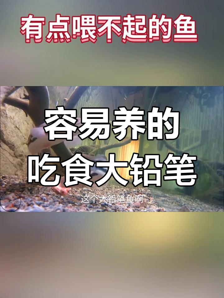 大铅笔鱼:能吃能养,命运却大不同