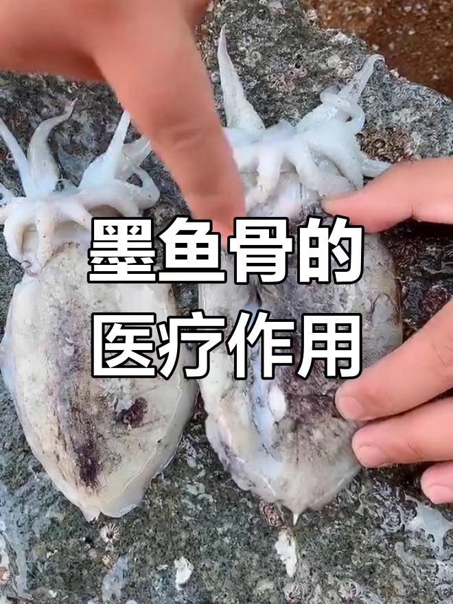 墨鱼骨的多重功效:止血与治胃溃疡