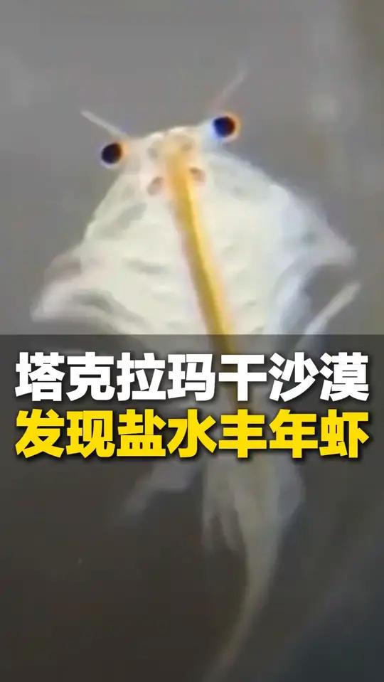 塔克拉玛干沙漠 发现盐水丰年虾 是地球上现存较为古老的物种之一