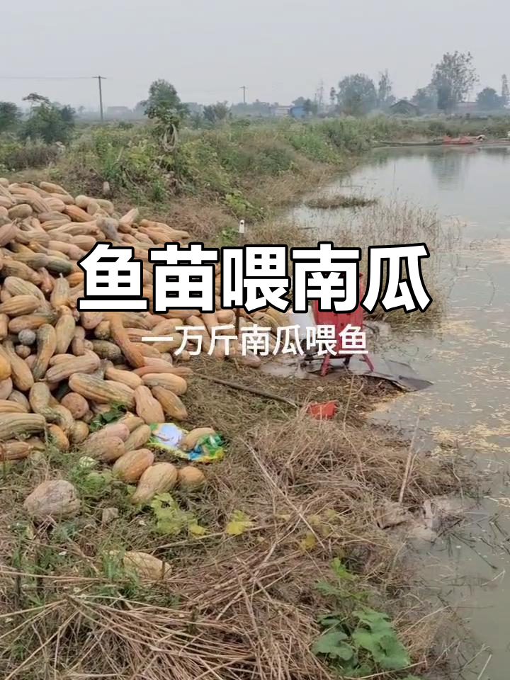 鱼苗也能吃南瓜,草鱼和小草鱼的奇特食物链