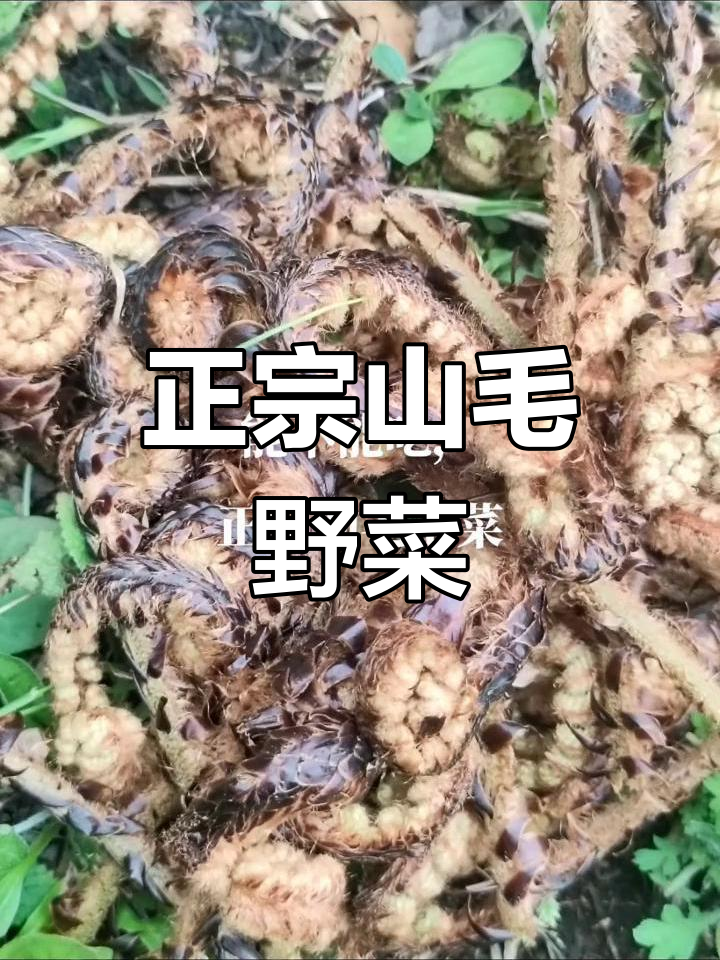 罕见野生植物,毛毛菜能吃吗?