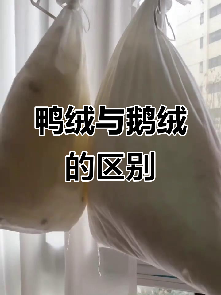 鸭绒和鹅绒到底有啥不同?对比一下你就知道了