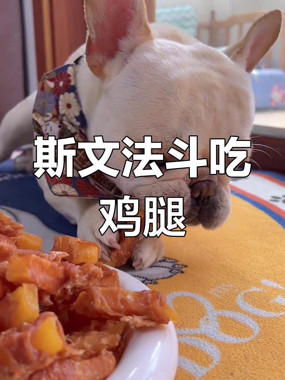 法斗小狗吃鸡肉薯条,馋嘴模样太可爱
