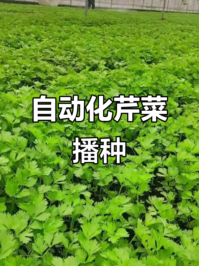 芹菜种植新技巧:播种机让种子分布更均匀,省时又高效
