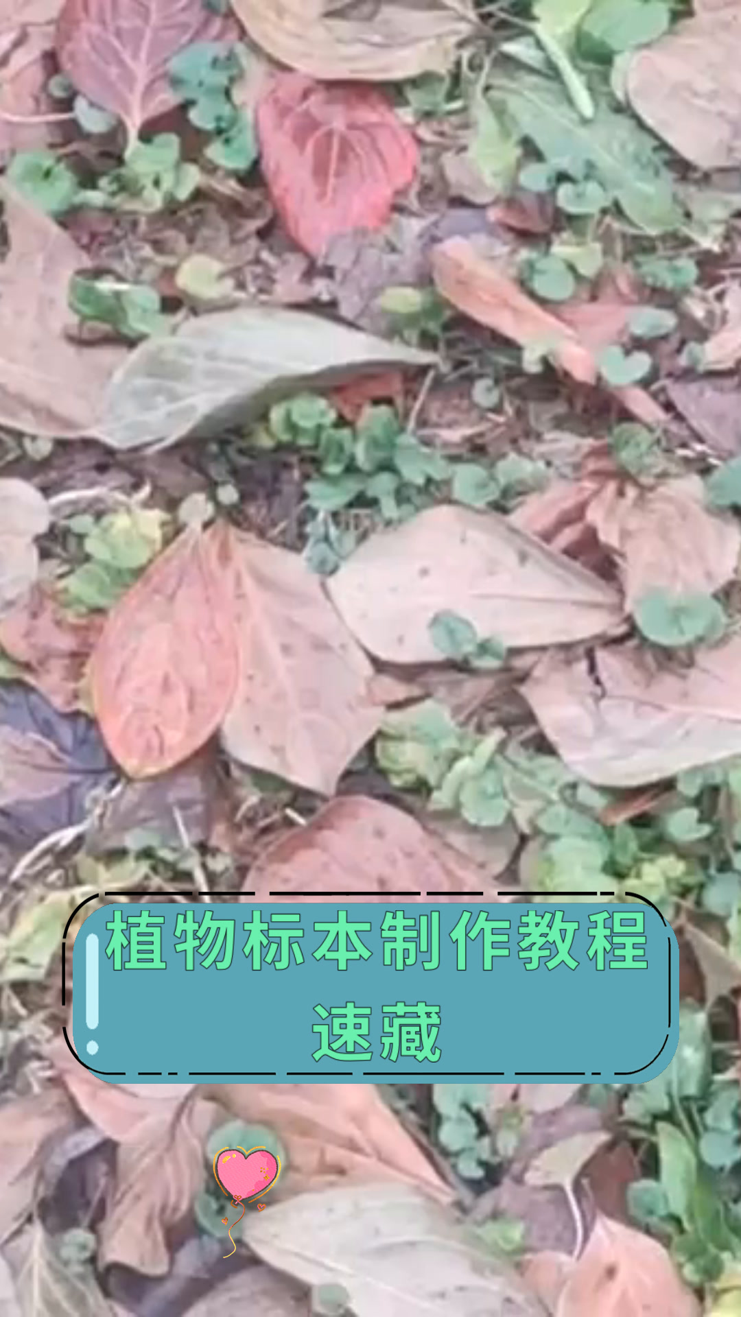 植物标本制作教程速藏