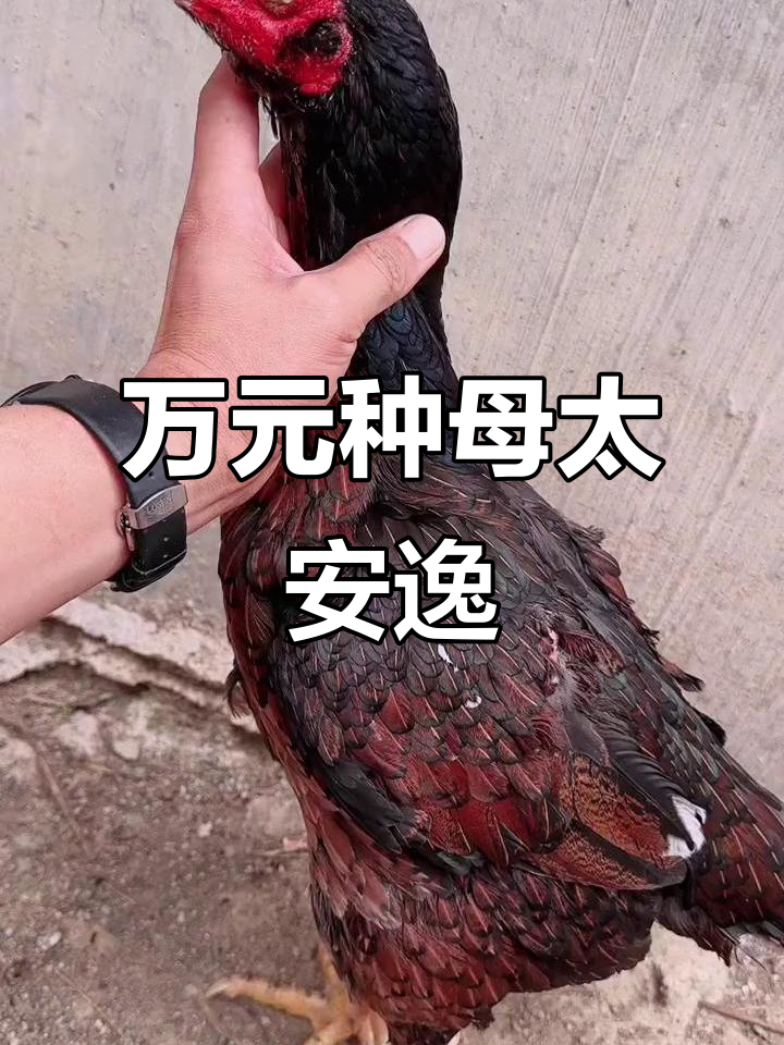 越南斗鸡场,万元种母悠闲自在