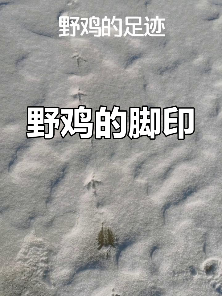 雪地中的野鸡足迹清晰可见