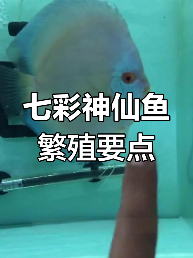 七彩神仙鱼繁殖技巧:公母分辨与注意事项