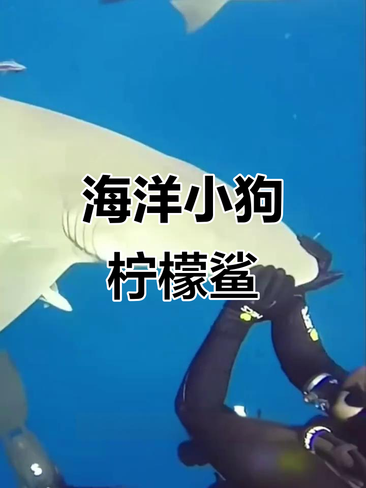柠檬鲨:看似凶猛却温顺,像小狗一样呲牙笑