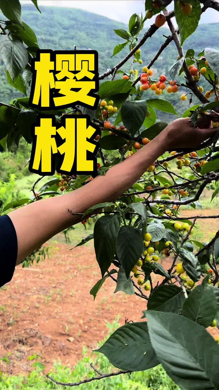 你们说我这个鱼能长到多大的条条