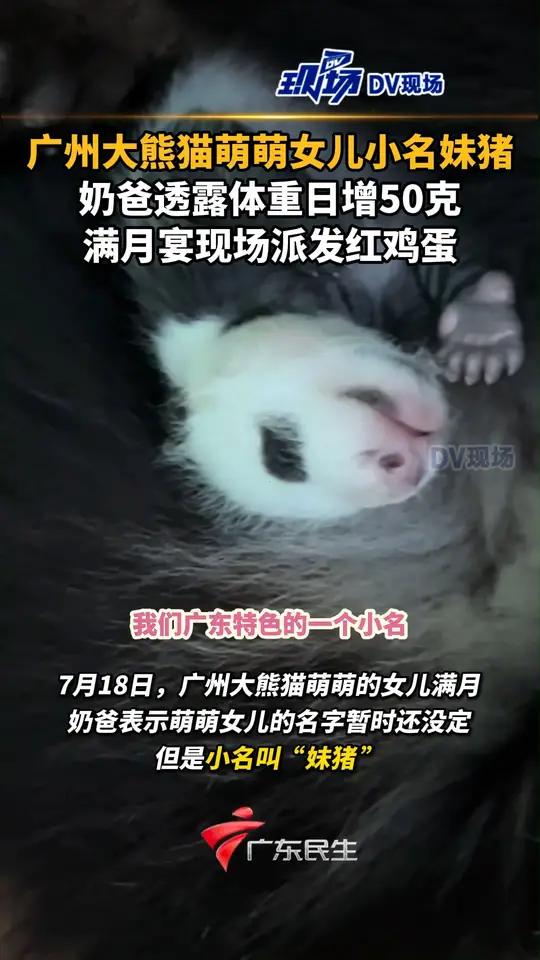 广州大熊猫萌萌女儿小名妹猪 奶爸透露体重日增50克,满月宴现场派发红鸡蛋