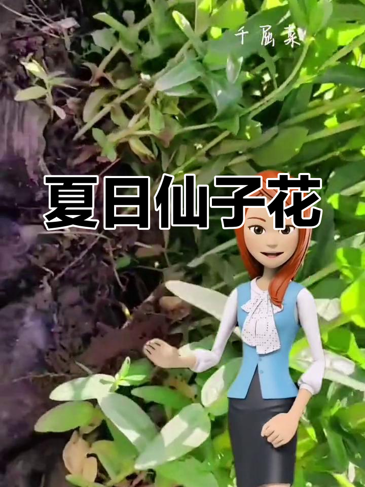 千屈菜盛夏绽放,红紫花朵如仙子般优雅迷人