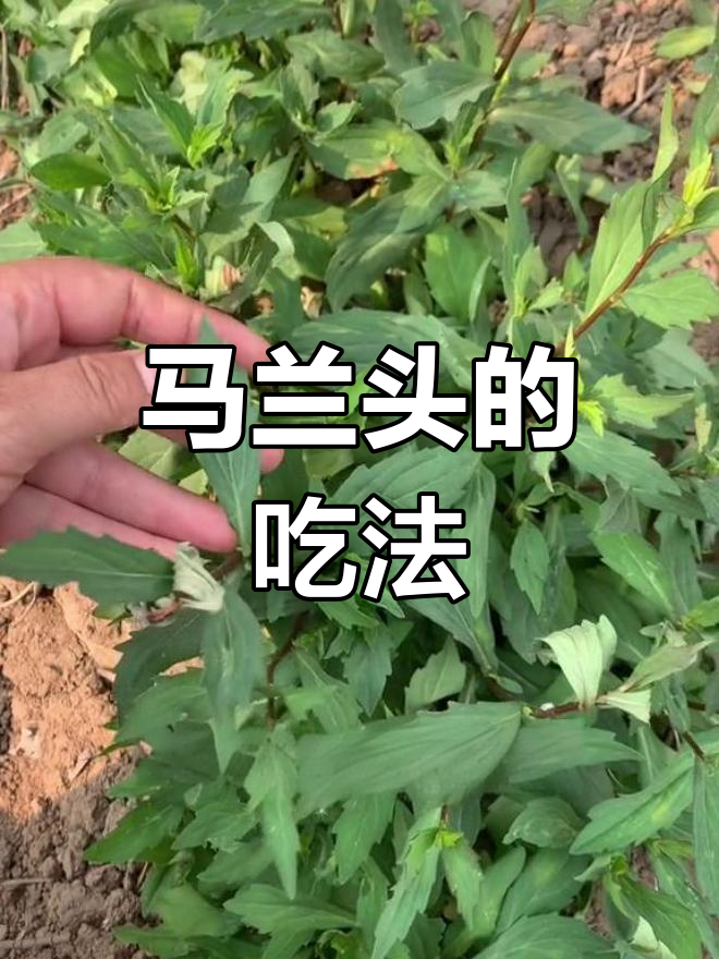 乡村野菜马兰头,春季美味新选择