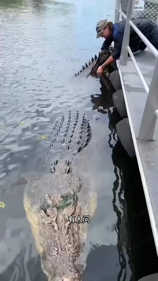 湾鳄为什么被叫做杀人鳄?
