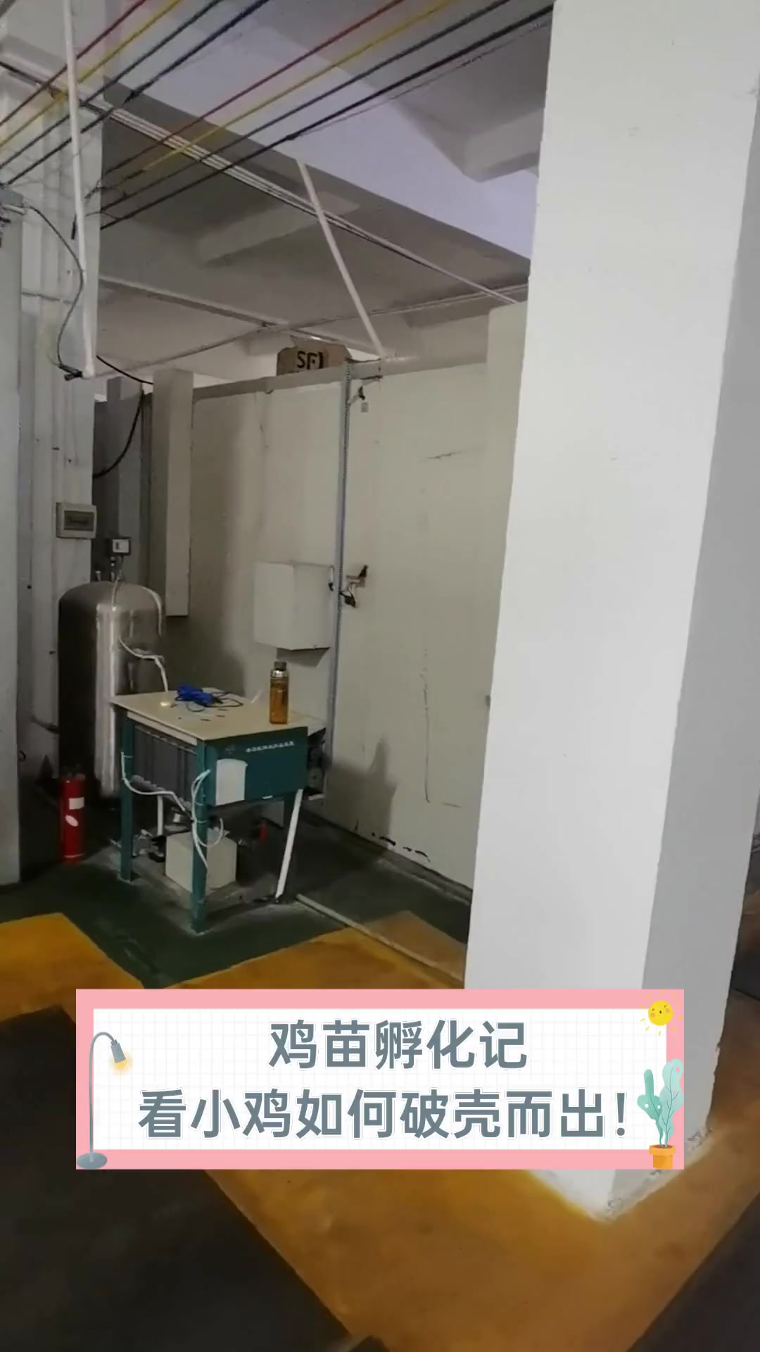 鸡苗孵化记,看小鸡如何破壳而出!