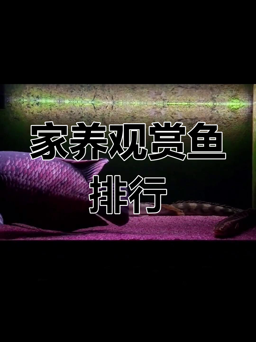 适合家养的观赏鱼战斗力排名