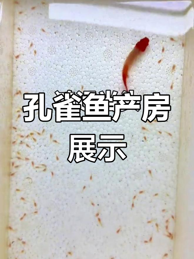 孔雀鱼爆缸生产全过程