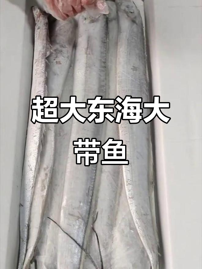 舟山大带鱼到货,超大号新鲜海味来袭!