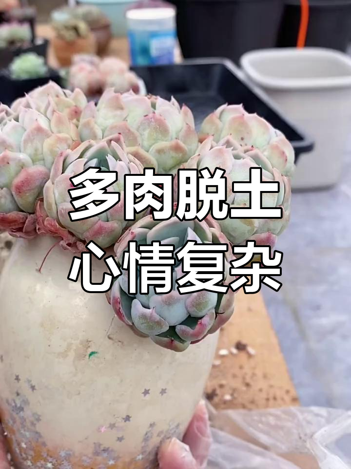 冰梅多肉脱土打包,根系满满小心拆盆