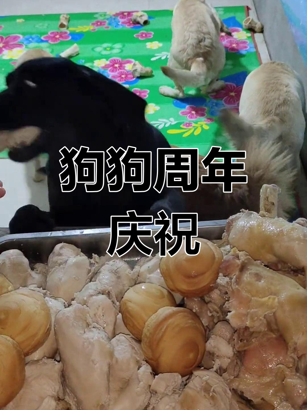 狗狗一周年庆,鸡腿、鸡胸肉与小面包齐分享!