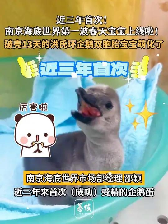 「近三年首次!南京海底世界第一波春天宝宝上线啦!」近日,南京海底世界迎来喜讯,一对呆萌可爱