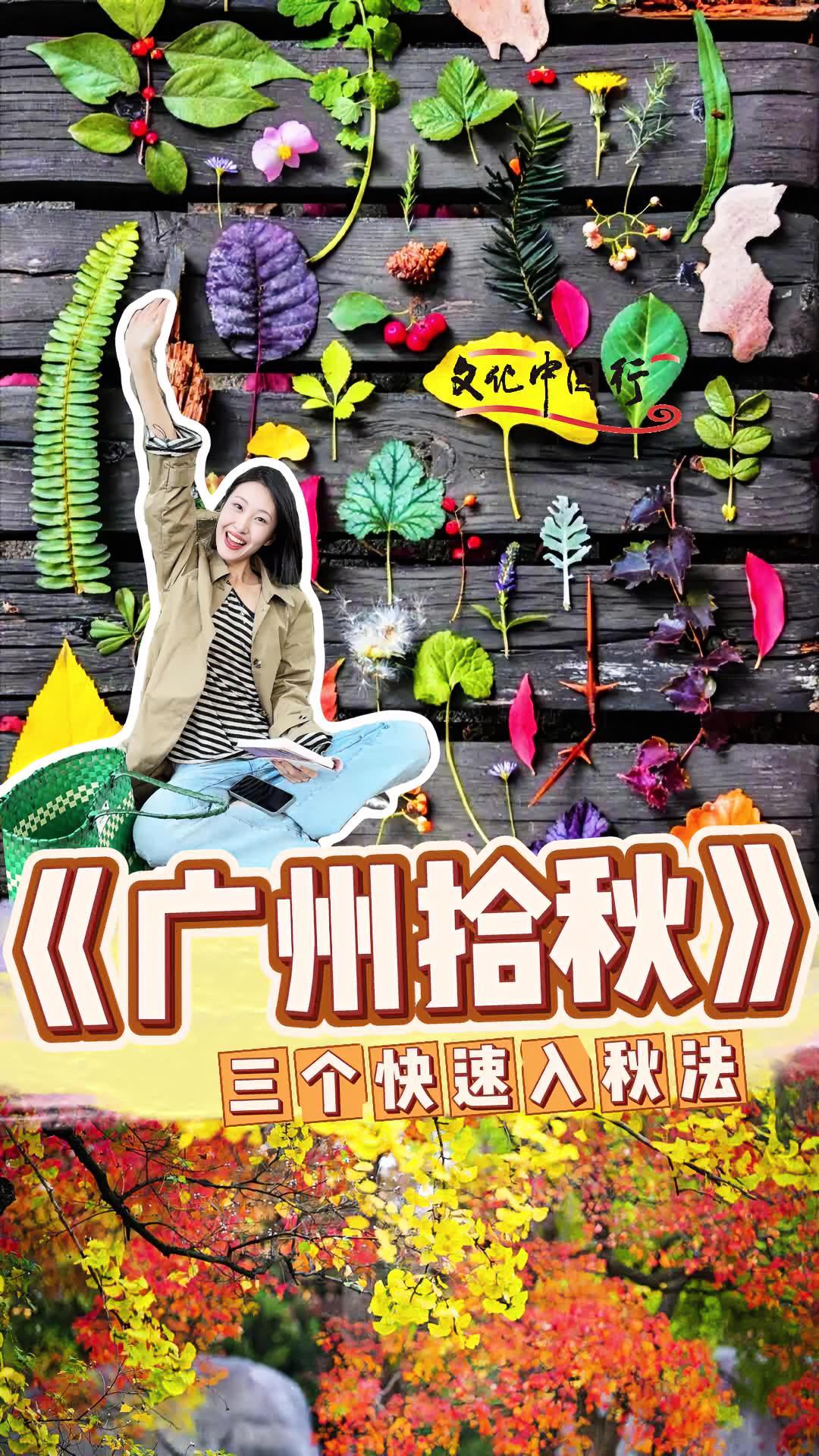 广州终于入秋啦!三种在广州过秋的方式!文化中国行 烟火广州 广州游玩 广州捡秋 柿子