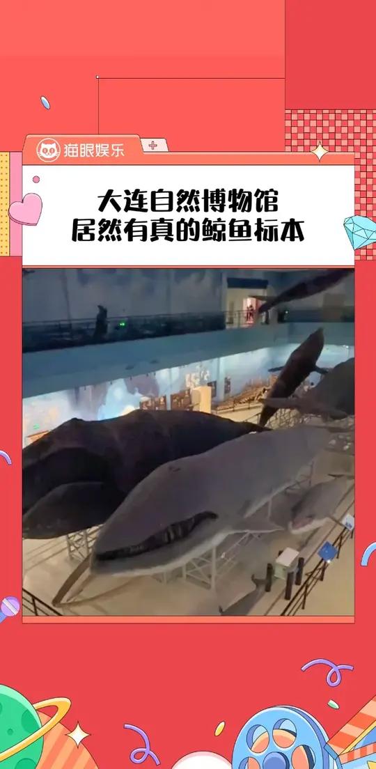 这个鲸鱼标本居然是真的,简直太震撼了