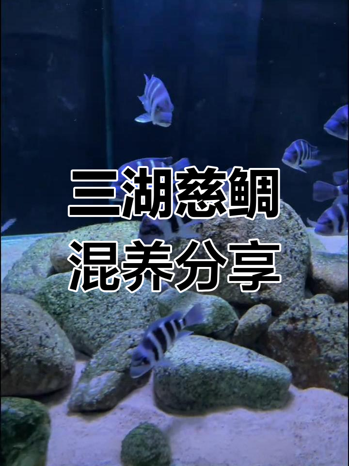 萨伊蓝六间与黄金虎混养,打造独特三湖慈鲷鱼缸