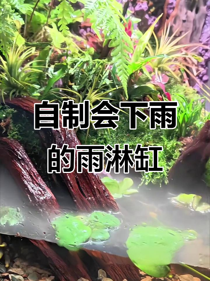 打造雨林缸:从沉木到水雾缭绕的森林景观