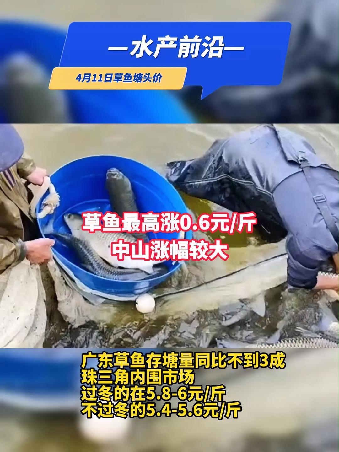 鱼价涨了!广东地区草鱼涨0.6元/斤,存量同比不到3成,养殖户惜售。业内人士称后市还会上涨