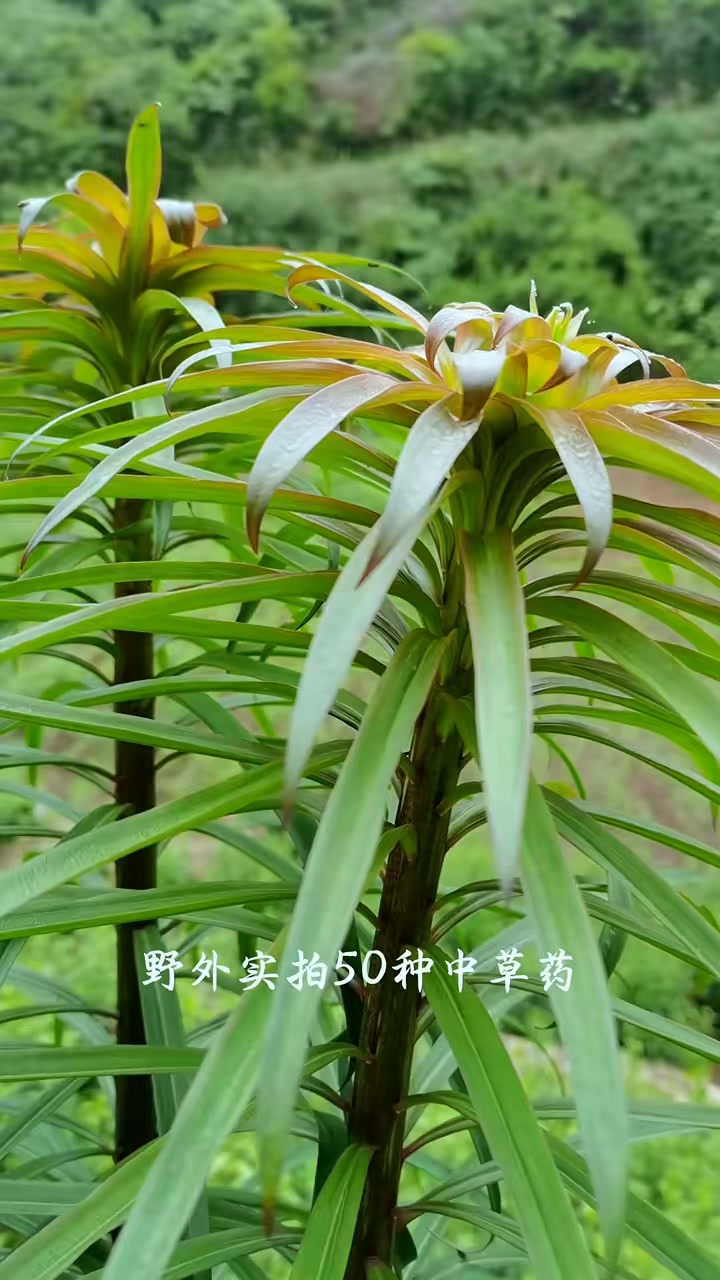 带你认识50种中草药