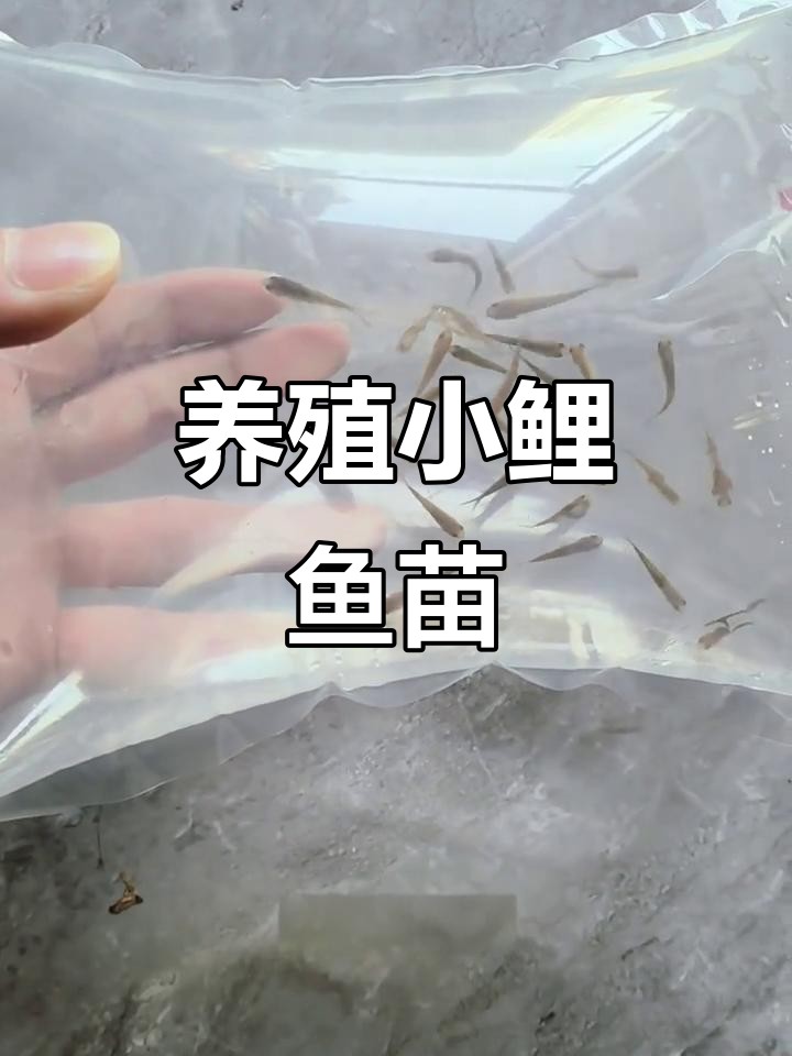 小鲤鱼苗成长实录:从包装袋到水箱的转变