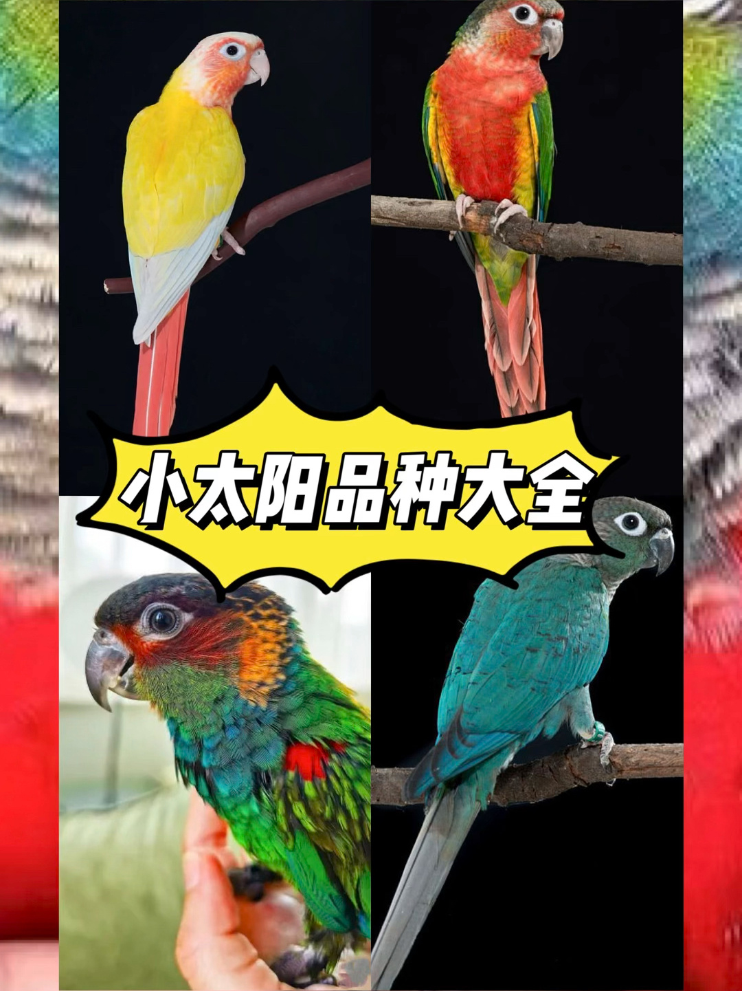 小太阳品种大全