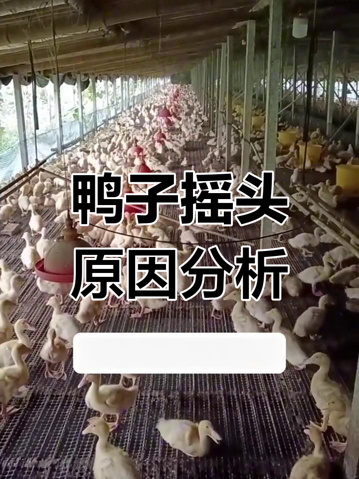 鸭子摇头晃脑的原因及治疗方法