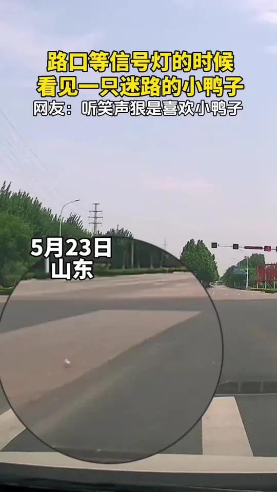 听笑声狠是喜欢小鸭子