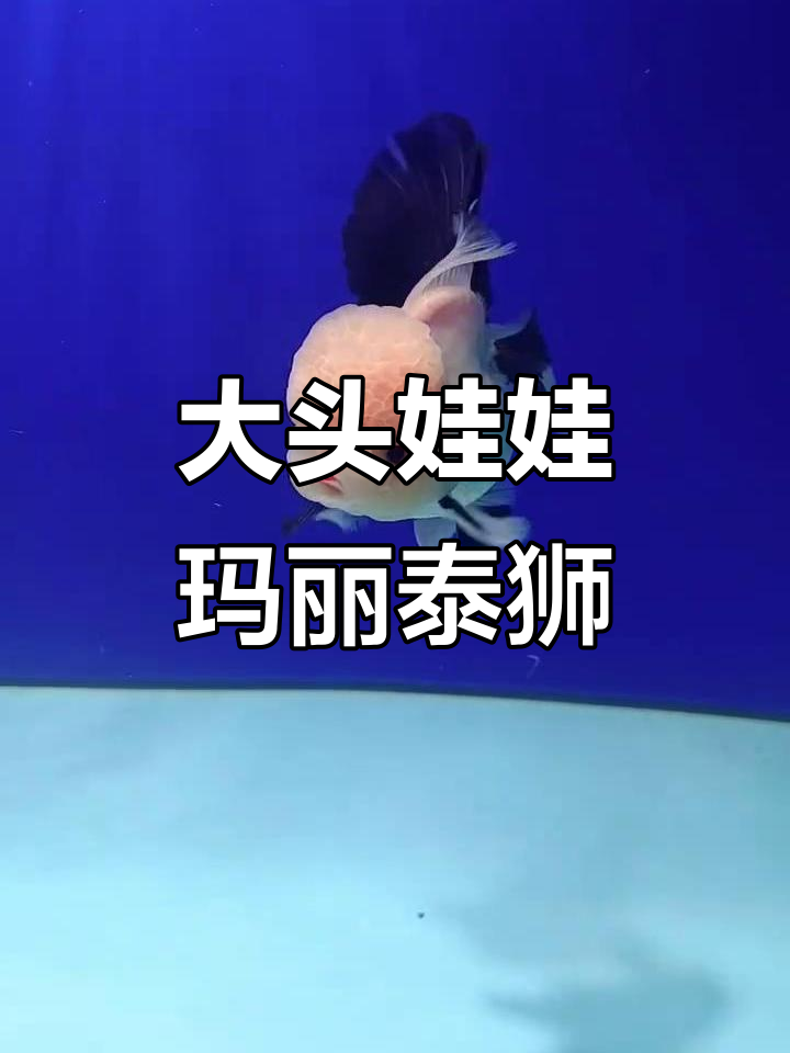 玛丽泰狮:大头娃娃的魅力与神秘