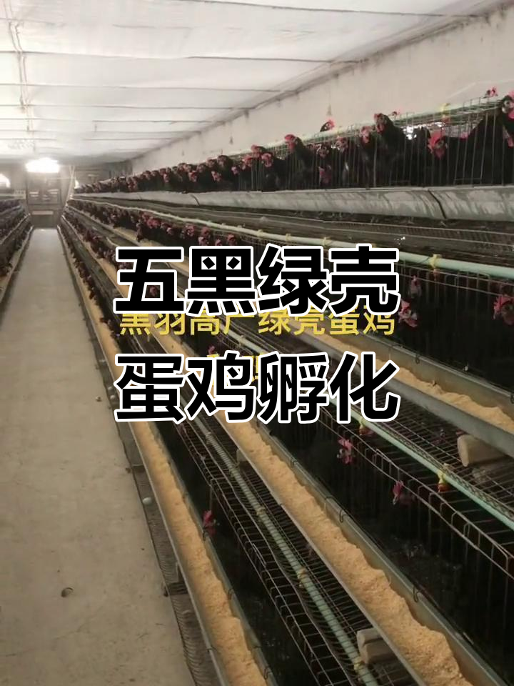 五黑绿壳蛋鸡孵化场,健康鸡苗等你来选