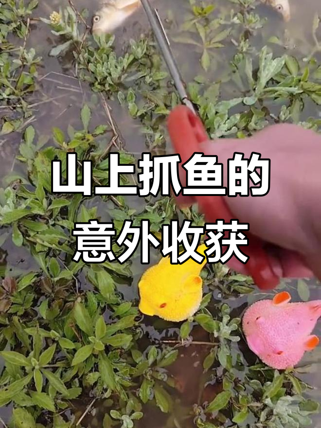 水沟抽水抓鱼,竟然发现这些大肚子红鲤!