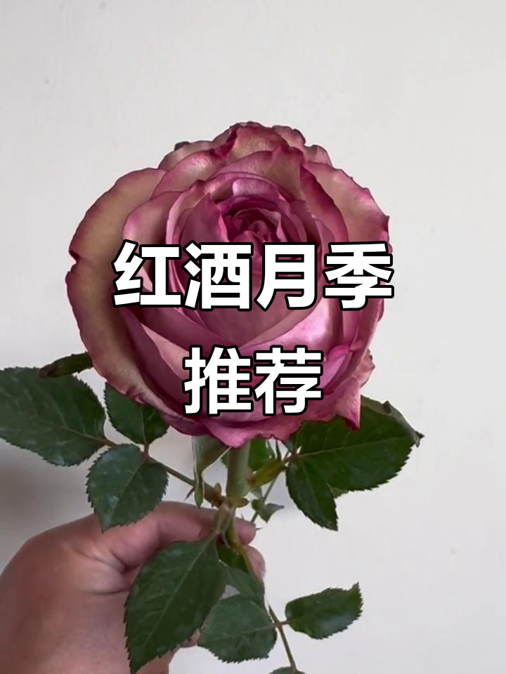 经典红酒玫瑰,老品种值得拥有